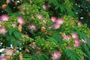 合欢花风水的深意与福利（揭秘合欢花的意义与功效，为你的居家生活带来好运和吉祥）