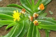 佛手喜欢阳光吗？——一探究竟（探讨佛手植物的光照需求）
