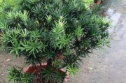 小罗汉松的养殖方法及注意事项（打造一片枝繁叶茂的“小森林”）