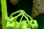 龙葵（揭开龙葵植物之谜，探寻其双子叶性质）
