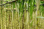 甘蔗——热带饮食文化的代表（探秘甘蔗的起源、生长、营养与应用）