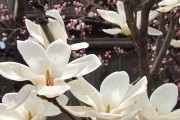 白玉兰花语及其代表意义（探索白玉兰的心灵世界，从花语中读懂人生境界）