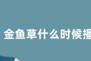 金鱼草的播种时间和方法（让你的花园更美丽，从金鱼草的播种开始）