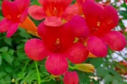 探秘凌霄花的成长之路（一年能长多高？生长环境对凌霄花的影响）
