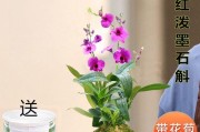 水培兰花的养殖技巧（打造旺盛兰花，让生活更美好）