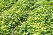 地瓜的生物学特性及其种子植物属性探究