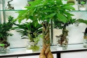 室内厕所门口放什么植物好（打造干净清新的小空间）