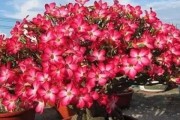 沙漠玫瑰花期一览（赏花好时节，了解花期更重要）