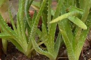 如何选择适合芦荟种植的土壤（芦荟根系要求和土壤环境关系紧密）