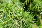 雪松是否为落叶植物？——探究雪松的落叶性质（落叶性质解析、生长习性介绍、保护措施分析）