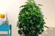 怎样种植鸭脚木（让鸭脚木快速生长的技巧）
