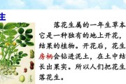花生是一年生草本植物（了解花生的生长特点和应用价值）