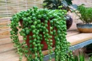 佛珠施什么肥最好？（如何选择佛珠肥料？）