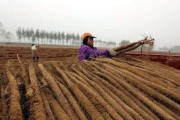 淮山的种植技术与栽培要点（掌握淮山的生长习性，打造高产优质的淮山种植基地）