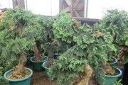 澳洲杉适合种植的土壤条件及培育技巧（掌握正确的土壤环境培育健康的澳洲杉）