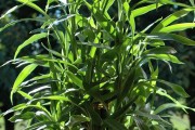 富贵竹——容易养护的绿色植物