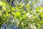 槐树开花时间与习性探析（探究槐树开花的季节和条件，了解槐树的繁殖方式和生长规律。）