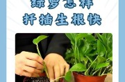绿萝烂根病的治疗方法与护理技巧（保护绿萝健康，解决烂根问题）