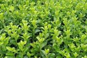 家里种冬青，养眼又养心（冬青植物的种类、养护技巧、美化家居、健康功能）