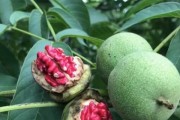 探寻核桃的种植与营养（传统果仁中的佼佼者）