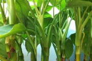 万年青的种植（选择种植容器对植物生长的影响及如何选择）