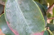 茶花为何总是黄叶子？（探究茶花叶子变黄的原因与解决方法）