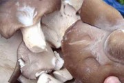 蘑菇的根茎到底能不能吃？（解析蘑菇根茎的营养与食用方法）