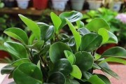 豆瓣绿养殖指南（从选苗到管理，助你成功养殖豆瓣绿）