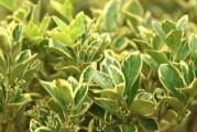 黄杨繁殖方法与注意事项（如何让黄杨茁壮成长）