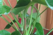如何救治火鹤叶子发黄（植物营养不良的原因和解决方法）