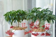 富贵籽的种植技巧（如何成功种出高产的富贵籽）