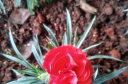 红花喜阳还是喜阴？（探究红花的光照需求和生态习性）