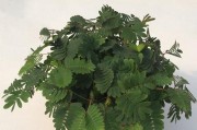含羞草是什么？（了解这种特殊的植物。）