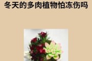 如何拯救被冻硬的多肉植物？（寒冷天气中多肉植物的特殊护理技巧）