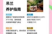 吊兰开花时间与养护指南（吊兰开花需要多长时间？如何正确养护吊兰促进开花？）