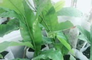 黄晶果几年结果实的奥秘（探索黄晶果的成长周期与果实产量）