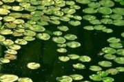 详细介绍浮萍的外貌和特点（水中盛开的绿色美丽——浮萍）