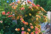 探讨海神王是藤本还是灌木（揭秘海神王的真面目，辨别其植物类型）