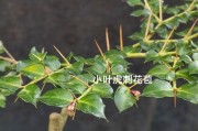 冬天如何养护虎刺花不死？（虎刺花的关键养护技巧揭秘）