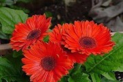 扶郎花的养护与寿命（花园里的宠儿，如何让扶郎花长命百岁？）
