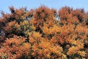 芒果树开花结果的时间及特点（探究芒果树的生长过程和影响花果的因素）
