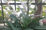 为什么白掌不开花？（探究白掌不开花的原因及解决方法）
