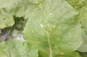 生菜菌核病防治全攻略（有效药物及防治措施，助力高产优质）
