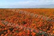 万寿菊病虫害防治技术与方法措施（建立科学防控体系，保护万寿菊健康生长）