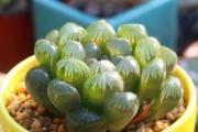 玉露适合的土壤种植要点（打造优质土壤，助力玉露茶园高产）