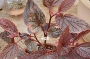海棠花如何换盆（海棠花换盆的最佳时间和方法）