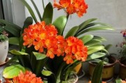 光照不好也能养出美丽的花（适合在低光环境下生长的10种花卉）