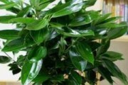 剑兰是喜阳光还是喜阴的植物？（探究剑兰的光照需求和生长条件）