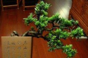 罗汉松何时换盆最佳？（罗汉松换盆时间和方法详解）