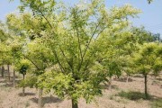 黄金槐开花时间及特点